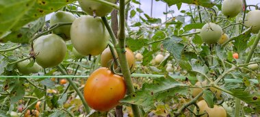 Asmalı yeşil organik domates, tarlada büyüyen domatesler.