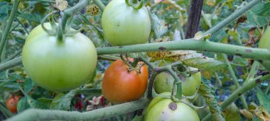 Asmalı yeşil organik domates, tarlada büyüyen domatesler.