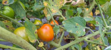 Asmalı yeşil organik domates, tarlada büyüyen domatesler.
