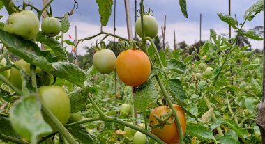 Asmalı yeşil organik domates, tarlada büyüyen domatesler.