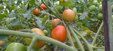 Asmalı yeşil organik domates, tarlada büyüyen domatesler.