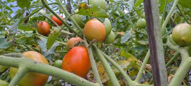 Asmalı yeşil organik domates, tarlada büyüyen domatesler.