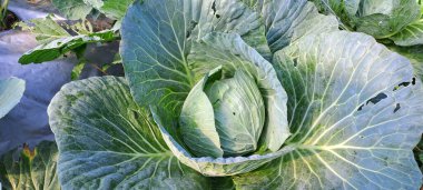 lahana çiftçi tarlasında yetişir. Beyaz başlı lahanalar