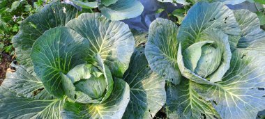 lahana çiftçi tarlasında yetişir. Beyaz başlı lahanalar