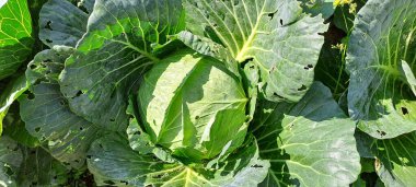 lahana çiftçi tarlasında yetişir. Beyaz başlı lahanalar