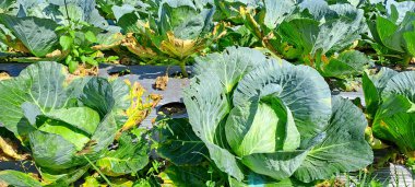 lahana çiftçi tarlasında yetişir. Beyaz başlı lahanalar