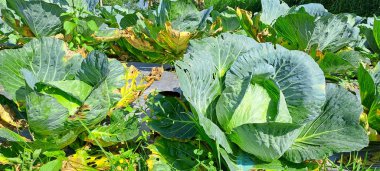 lahana çiftçi tarlasında yetişir. Beyaz başlı lahanalar