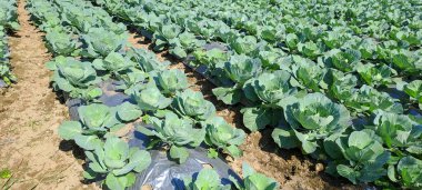 lahana çiftçi tarlasında yetişir. Beyaz başlı lahanalar