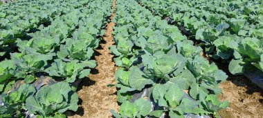 lahana çiftçi tarlasında yetişir. Beyaz başlı lahanalar