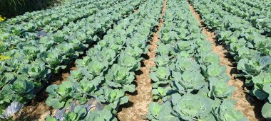 lahana çiftçi tarlasında yetişir. Beyaz başlı lahanalar