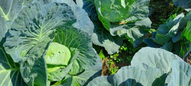 lahana çiftçi tarlasında yetişir. Beyaz başlı lahanalar