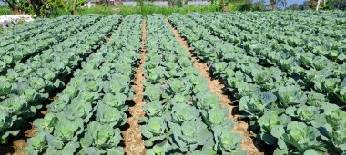 lahana çiftçi tarlasında yetişir. Beyaz başlı lahanalar