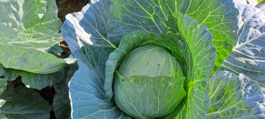 lahana çiftçi tarlasında yetişir. Beyaz başlı lahanalar