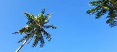 Mavi gökyüzü arkaplanına karşı hindistan cevizi ağacı