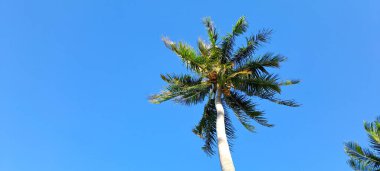 Mavi gökyüzü arkaplanına karşı hindistan cevizi ağacı