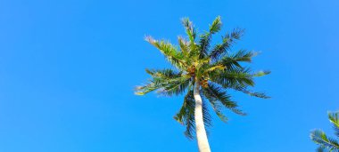 Mavi gökyüzü arkaplanına karşı hindistan cevizi ağacı