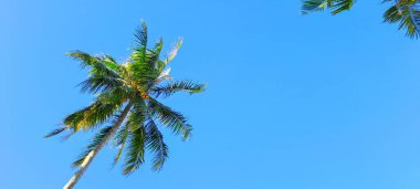 Mavi gökyüzü arkaplanına karşı hindistan cevizi ağacı