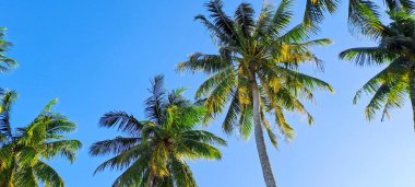 Mavi gökyüzü arkaplanına karşı hindistan cevizi ağacı