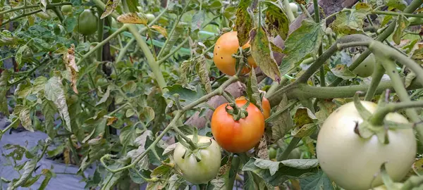 Asmalı yeşil organik domates, tarlada büyüyen domatesler.