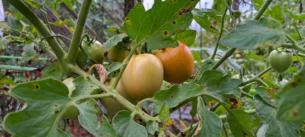Asmalı yeşil organik domates, tarlada büyüyen domatesler.