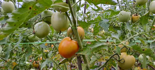 Asmalı yeşil organik domates, tarlada büyüyen domatesler.