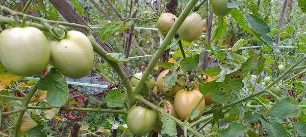 Asmalı yeşil organik domates, tarlada büyüyen domatesler.