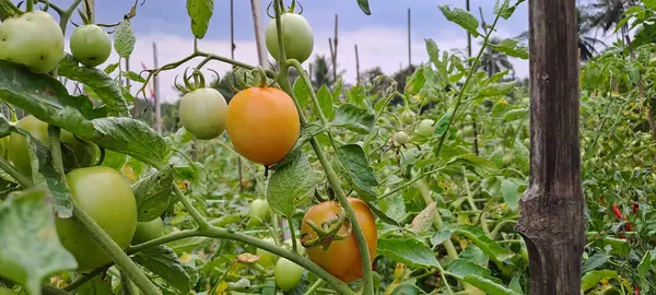 Asmalı yeşil organik domates, tarlada büyüyen domatesler.