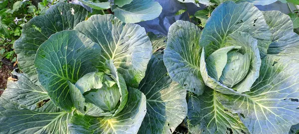 lahana çiftçi tarlasında yetişir. Beyaz başlı lahanalar