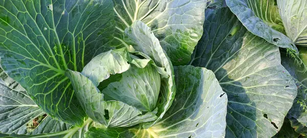 lahana çiftçi tarlasında yetişir. Beyaz başlı lahanalar