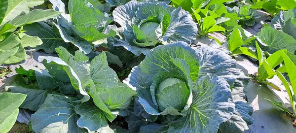 lahana çiftçi tarlasında yetişir. Beyaz başlı lahanalar