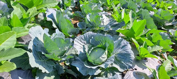 lahana çiftçi tarlasında yetişir. Beyaz başlı lahanalar