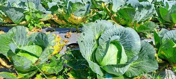 lahana çiftçi tarlasında yetişir. Beyaz başlı lahanalar