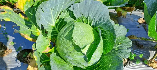 lahana çiftçi tarlasında yetişir. Beyaz başlı lahanalar