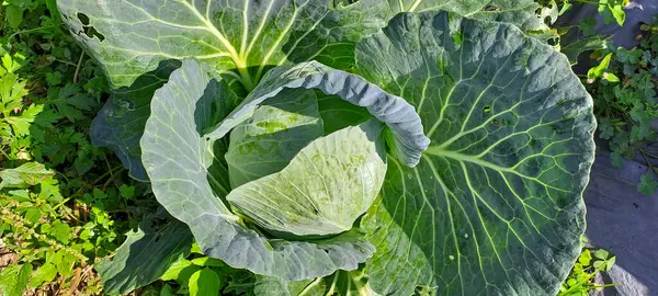 lahana çiftçi tarlasında yetişir. Beyaz başlı lahanalar