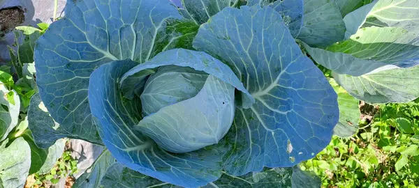 lahana çiftçi tarlasında yetişir. Beyaz başlı lahanalar