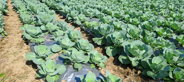 lahana çiftçi tarlasında yetişir. Beyaz başlı lahanalar