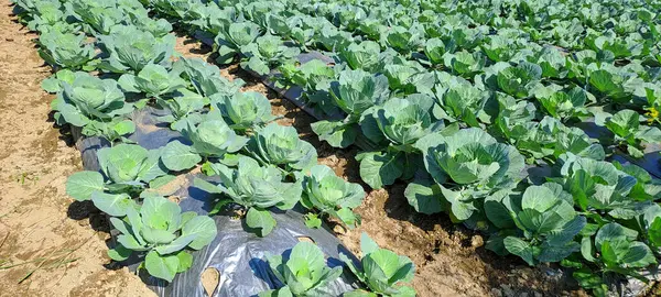 lahana çiftçi tarlasında yetişir. Beyaz başlı lahanalar