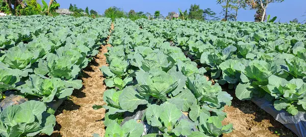 lahana çiftçi tarlasında yetişir. Beyaz başlı lahanalar