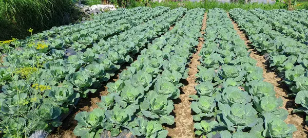 lahana çiftçi tarlasında yetişir. Beyaz başlı lahanalar