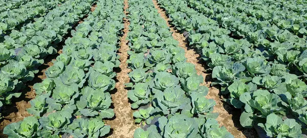 lahana çiftçi tarlasında yetişir. Beyaz başlı lahanalar