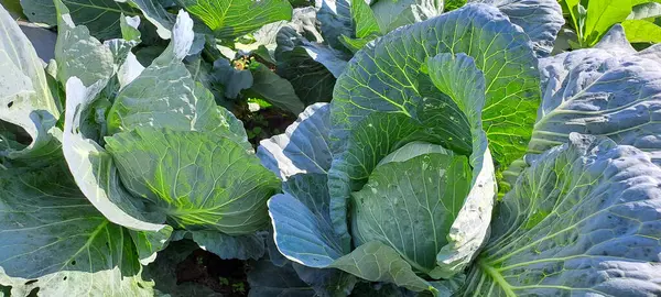 lahana çiftçi tarlasında yetişir. Beyaz başlı lahanalar