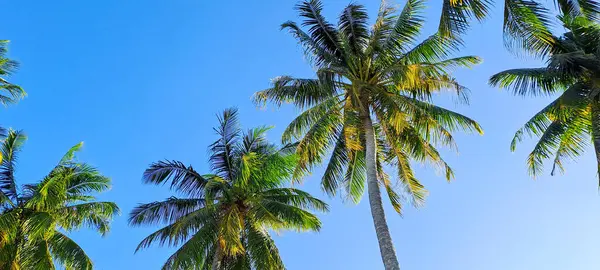 Mavi gökyüzü arkaplanına karşı hindistan cevizi ağacı