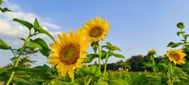 Ayçiçeği alanında mavi gökyüzü