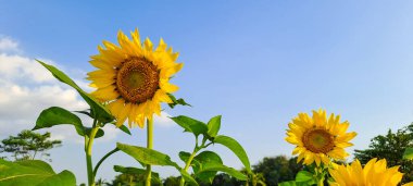 Ayçiçeği alanında mavi gökyüzü