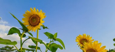 Ayçiçeği alanında mavi gökyüzü