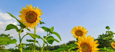 Ayçiçeği alanında mavi gökyüzü