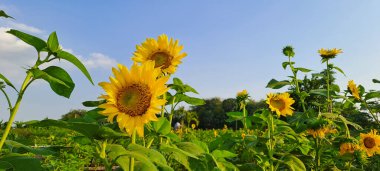 Ayçiçeği alanında mavi gökyüzü