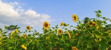 Ayçiçeği alanında mavi gökyüzü