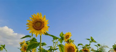 Ayçiçeği alanında mavi gökyüzü