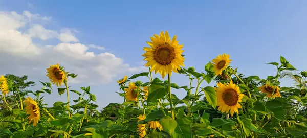 Ayçiçeği alanında mavi gökyüzü